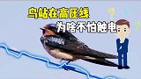 小鸟在高压电线上为什么不会触电呢？