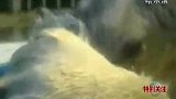 哈尔滨高温天气多年罕见 动物吃冰降温-7月7日