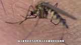 如果人类把蚊子全消灭了，地球会有什么后果原来蚊子也很重要