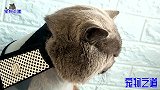 主人给胖公猫戴上脖圈，它发脾气绝食抗议，这表情能承包一天笑点
