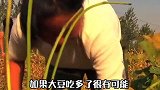宇航服有多脆弱？专家：一个屁的能量足以炸毁它