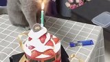 看我家猫咪吹蜡烛