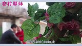 大洋才是大老板？在外头有一家养鸡场，难怪胖妹那么放肆啃肉啦