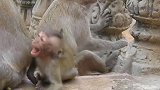 小阿米拉感到很害怕，因为老猴王瓦基咬了它的妈妈，听着让人揪心