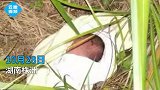 株洲马家河草丛里发现一被遗弃的男婴，正在医院接受健康检查