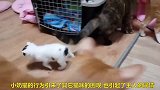 离开父母的小奶猫，开始了独立的猫生，很坚强