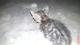 夜间遇到可怜小野猫，漫无目的的游荡，听到它的叫声好心痛