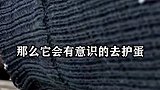 为什么鸡蛋被人拿走，母鸡从来不生气？看完不可思议！