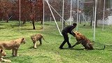 狮子老虎PK驯兽师，以一敌三，看他如何力挽狂澜