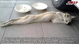 一只生病的流浪猫，饿得躺地上动弹不得
