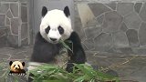 软萌至极的熊猫旦旦吃竹叶，每一口都吃出淑女范儿