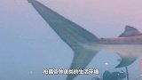 大白鲨发现一头海豹，扑上去就开始撕咬，忽然察觉不对劲