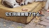 它们到底做错了什么
