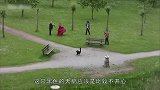 女子被天鹅攻击，一看就不好惹，被扼住了命运的喉咙
