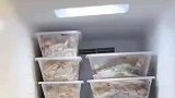 女子存了一冰箱的虾，想送一千多公里不会化