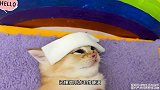 小猴子比比照顾生病的小猫咪，还懂得用冰毛巾降温