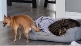 狗子当着猫咪的面抢住所，一脸小心翼翼让人笑喷