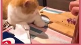 猫：你在干什么鸭～好吧，我不想知道了…
