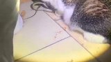 猫：主人快看，我给你抓好吃的回来了！
