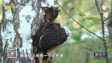 不起眼的桦褐孔菌，煮水对身体有很好的作用