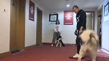小白被主人遗弃，收养者被咬送去训练，训狗师也被咬