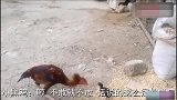 一只大公鸡欺负小鸡仔，却被小鸡仔打的节节败退，丢不丢鸡