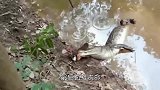 鳄鱼捕到电鳗，正打算生吞，食人鱼闻腥赶来，镜头记录全过程