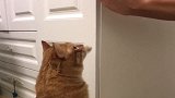 猫咪一看见主人，就开始讨要亲亲，这场面也没谁了！
