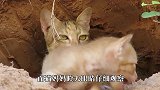巨蜥发现一窝猫咪，开始准备攻击，最后能够得偿所愿吗