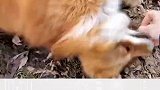 给狐狸挠痒痒它居然笑出声，感觉身上到处都是痒痒肉