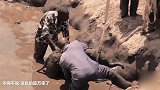 实拍：大象掉进路边大坑 被困10小时才救了出来