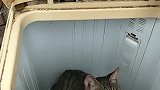 猫：我有点脏，用洗衣机洗洗我吧！