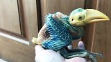 男子捡到奇怪鸟蛋，将其带回家孵化后，这才看清“怪鸟”真容