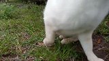 到公园里撸到的小野猫 这么可爱不给小鱼干说不过去了