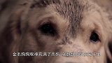 一只绝望的金毛跟新主人回家后，它的眼神终于亮了起来！