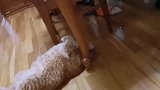 猫：妈妈叫我干啥呢，是开饭了么！