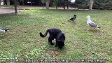 海鸥不让乌鸦靠近黑猫，乌鸦也是坏，走到猫后面咬它尾巴