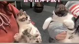 猫咪的脾气真难揣测