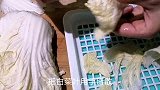 醋溜白菜怎么做好吃？技巧都在这里了，太香了