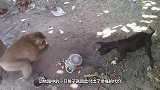 猴子总是欺负水獭，水獭的报复方式太残忍，镜头记录意外瞬间