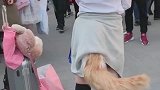 这个小姐姐火了，装上了尾巴，这是要模仿妲己吗