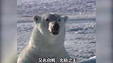 作为陆地最大的食肉动物，北极熊没想到你也是这样呆萌的大憨憨