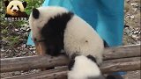 熊猫宝宝们见到奶妈，争先恐后往前凑，求抱抱，萌炸了