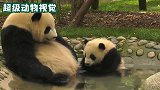熊猫带着宝宝一起泡澡，结果太累自己睡着了，这可真是亲妈
