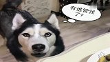 哈士奇愤怒指责主人，隔壁邻居都跑来投诉了