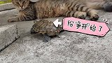 看到开头以为会有一场龟猫大战，没想到是这样的结局。