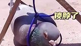 贪吃的鸽子，被锁脖了