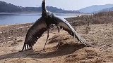 翼展2米多白鹤受伤后游向钓友求助