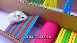 挑战闯关七彩迷宫，迷宫太漂了，小仓鼠想不按套路出牌
