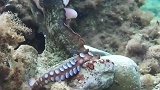 章鱼和潜水员的友好交流